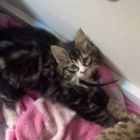 Photo of Rydor   Located In Pakenham