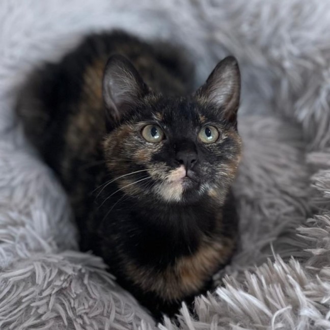 Photo of Queenie