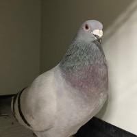 Photo of Miffy