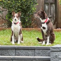 Photo of Tippy & Coco