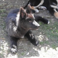 Photo of Blackie   Volk