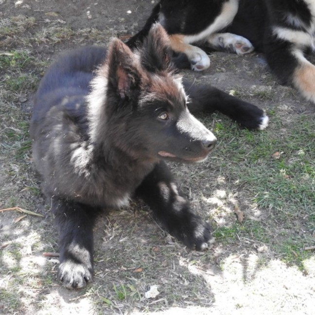 Photo of Blackie   Volk