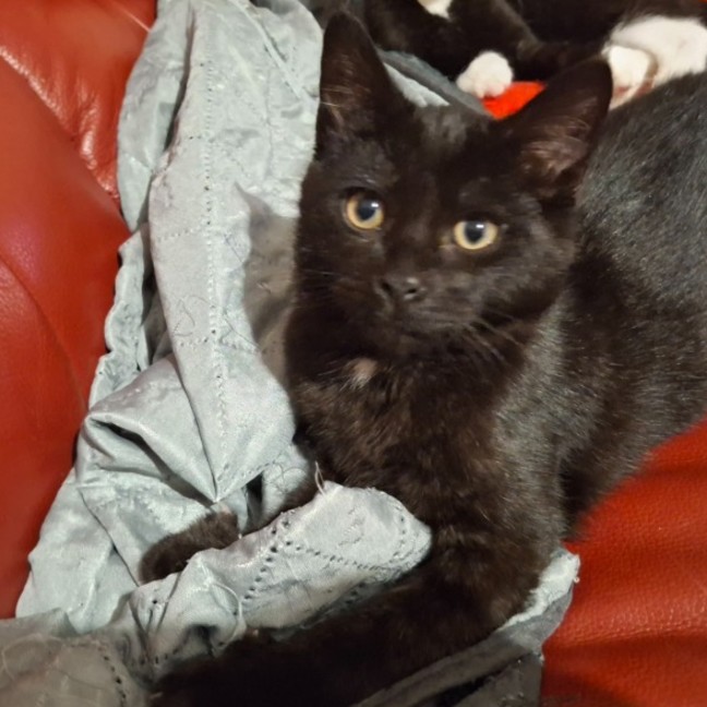 Photo of Shadow 