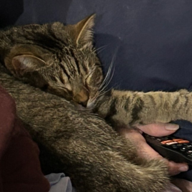 Photo of Batman   Bonded With Enchantress