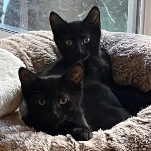 Neil - Domestic Short Hair (DSH) Cat