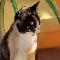Photo of Callie