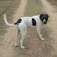 Photo of Otis
