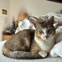 Photo of Pretzel