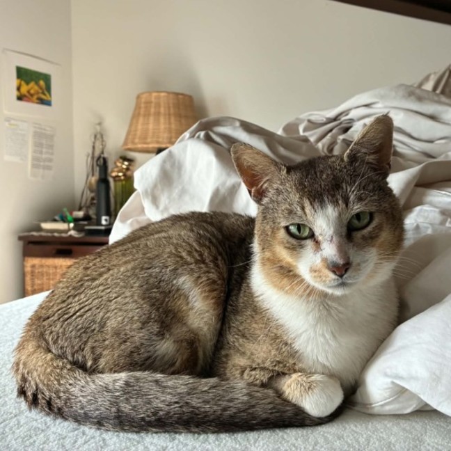 Photo of Pretzel