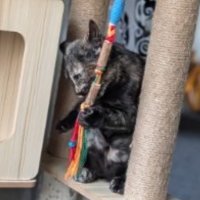 Photo of Candy