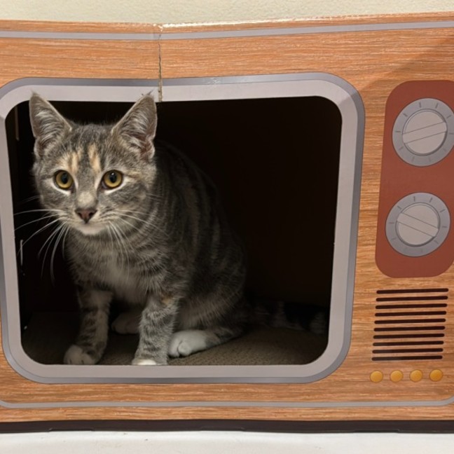 Photo of Chipmunk & Short Socks