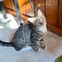 Photo of Fish   Located In Brunswick West