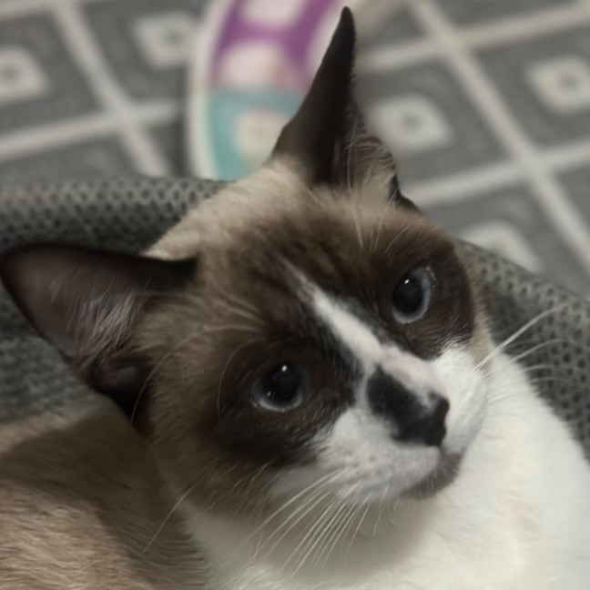 Photo of Sam 💙😻