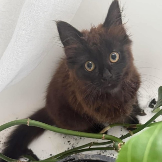 Photo of 💖 Mavis 💖