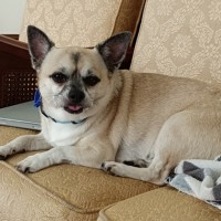 Photo of Biggie 😍 Chihuahua X Pug (On Trial 24/5/25)