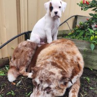 Photo of Gunner 🐶🕶️