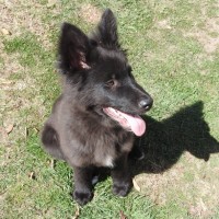 Photo of Blackie   Volk