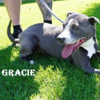 Photo of Gracie