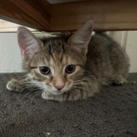 Photo of Oreo