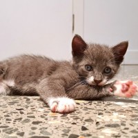 Photo of C1425 Digby