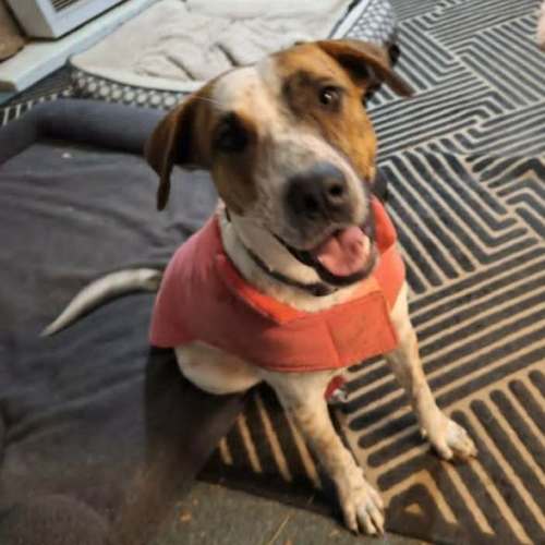 Cindy - Australian Cattle Dog