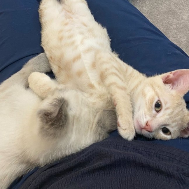 Photo of Pom Pom & Peanut