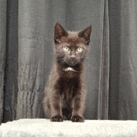Photo of Cyrus