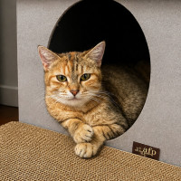 Photo of Maple