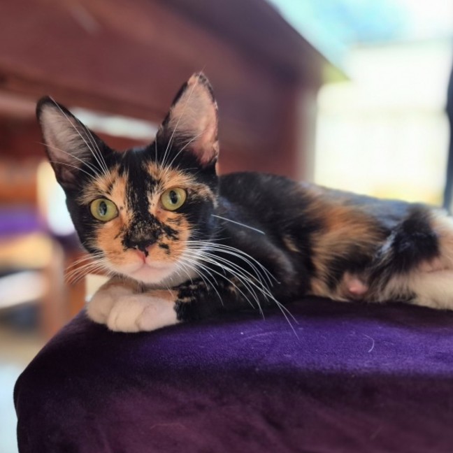 Photo of 🤎 Nutmeg 🤎