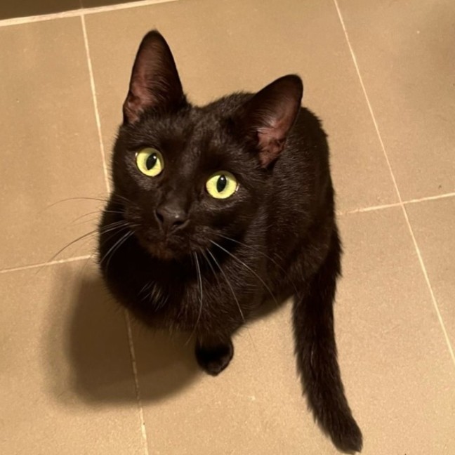 Photo of Mojo