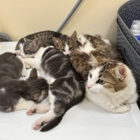 Photo of Pippy