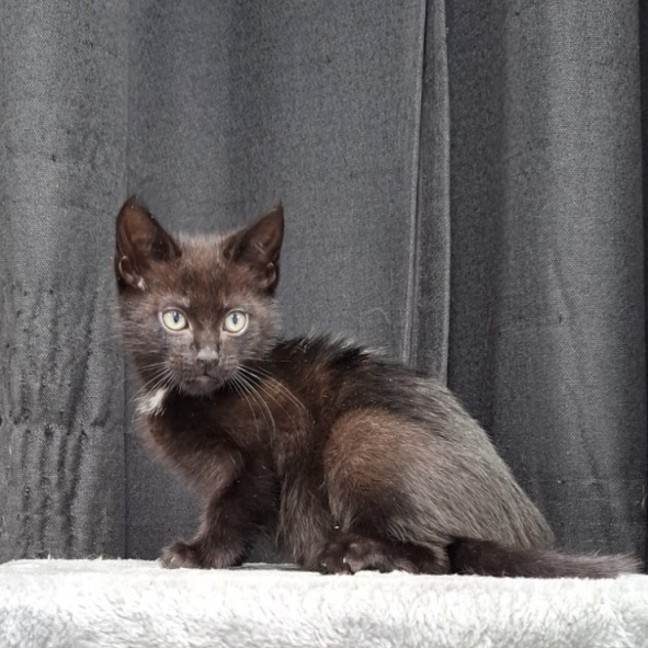 Photo of Cyrus