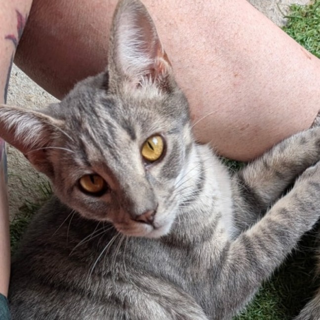 Photo of Wren