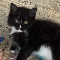 Photo of Oreo