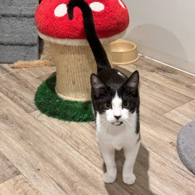 Photo of May ** 2nd Chance Cat Rescue**