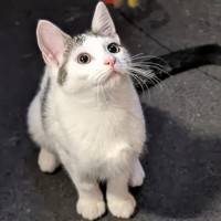 Photo of Dora