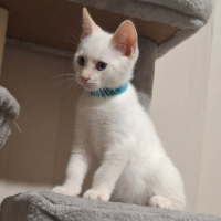 Photo of Boo
