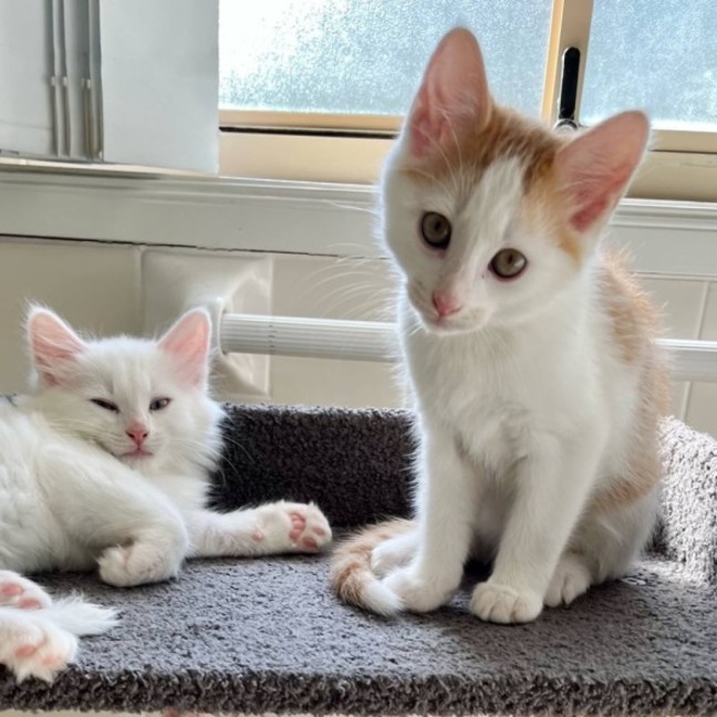 Photo of ⭐️ Dino ⭐️