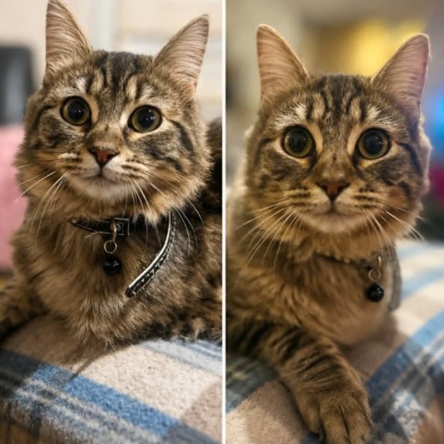 Photo of Peridot