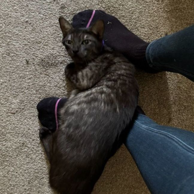 Photo of Kitty