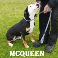 Photo of Mc Queen
