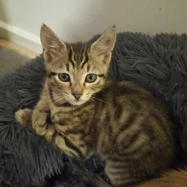 Photo of Killy ** 2nd Chance Cat Rescue **