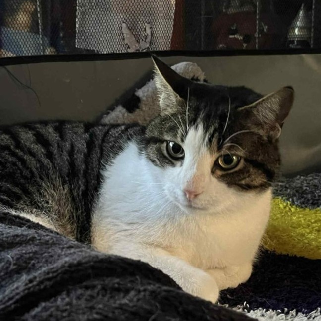 Photo of Humphrey ** 2nd Chance Cat Rescue **