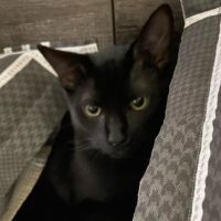 Photo of Vader