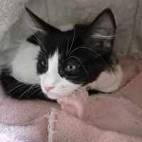 Photo of Mary Anne **2nd Chance Cat Rescue**