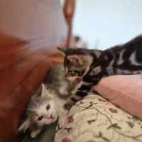 Photo of Fry **2nd Chance Cat Rescue**