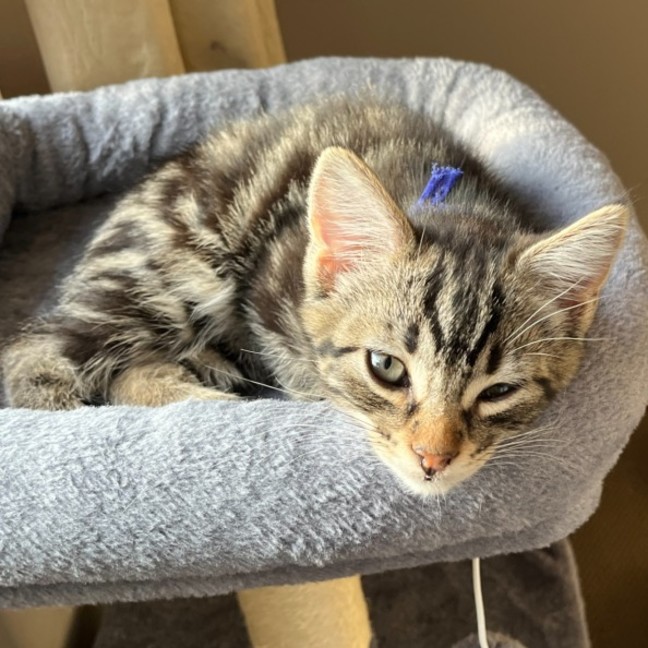 Photo of Finnigan ** 2nd Chance Cat Rescue**