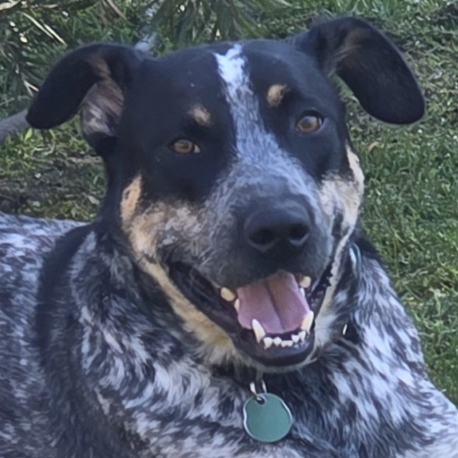 Photo of Paddy