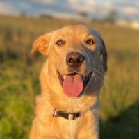 Photo of Maple