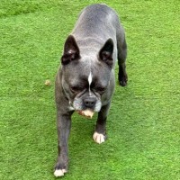 Photo of Indie